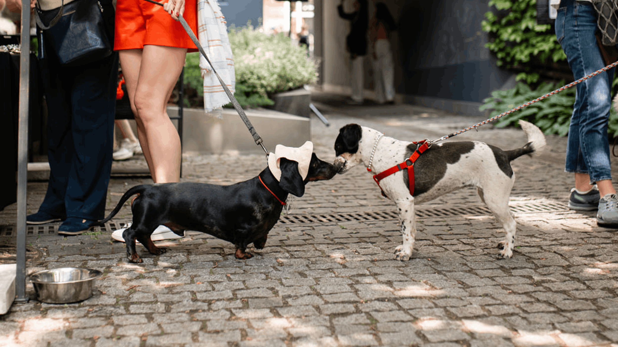 "ПЕСИКИ МАРКЕТ"